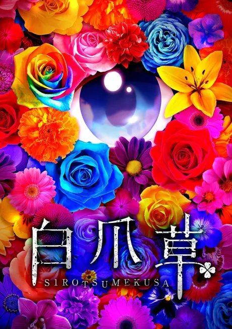 白三葉草