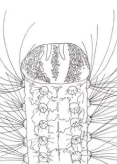 METAMORPHOSE